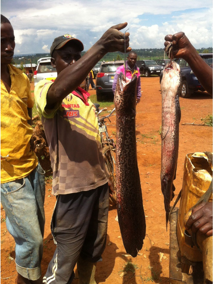 Aya mafi ngo ni imbonekarimwe kandi ubusanzwe yarabonekaga ku bwinshi.