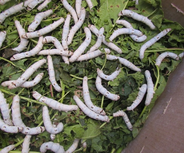 Hari intambwe ubworozi bw