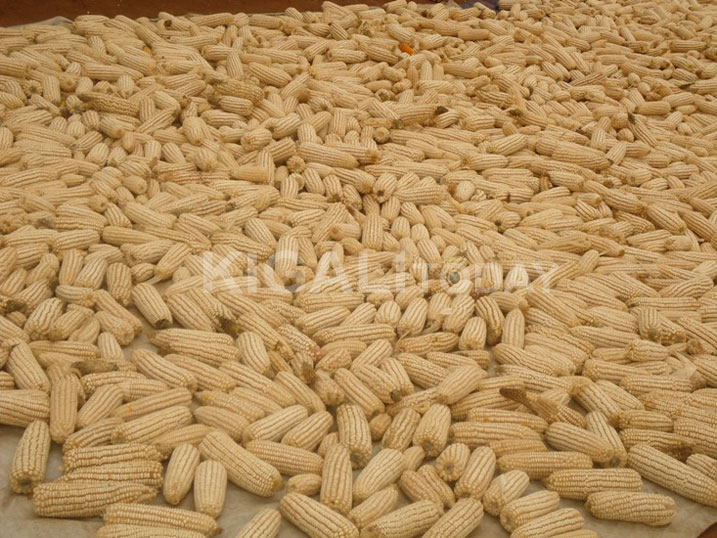 Ibigori na byo byeze neza ku buryo bizeye kubona amafaranga bagakuraho ayo kwishyura ubwisungane mu kwivuza.