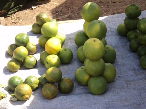 Babujijwe kurya imbuko zitogeje. 