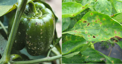 Ibimenyetso bya bacterial spot ku mababi no ku mbuto.