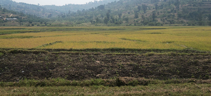 Bahereye ku buhinzi bw