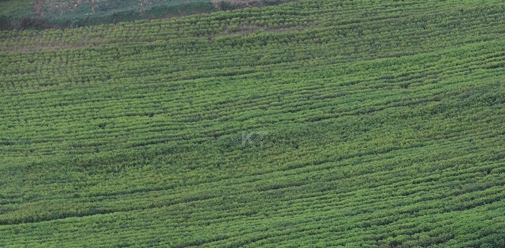 Bahinga icyayi ariko ntibazi uko kimera.