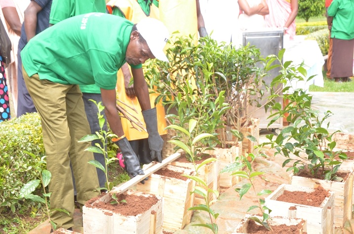 Bamaze umwaka bigishwa uko bahinga icyayi