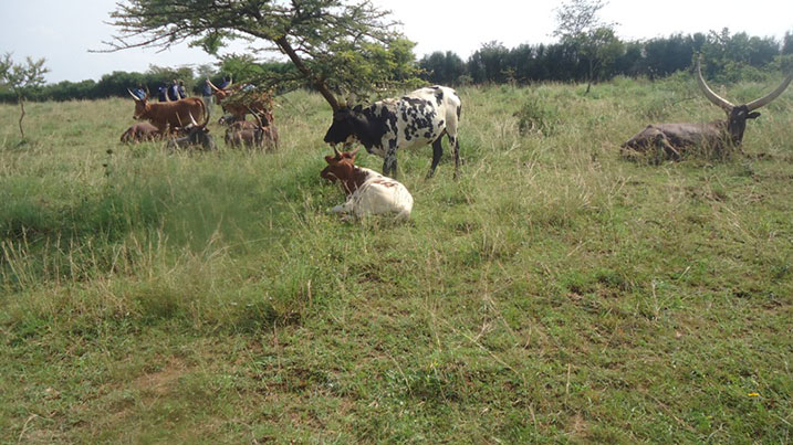 Akimana yashyikirijwe amatungo ye.