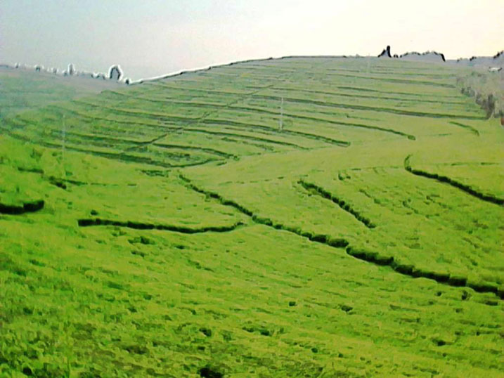 Bamwe mu bakoze mu cyayi na bo ngo barebeshejwe hejuru.