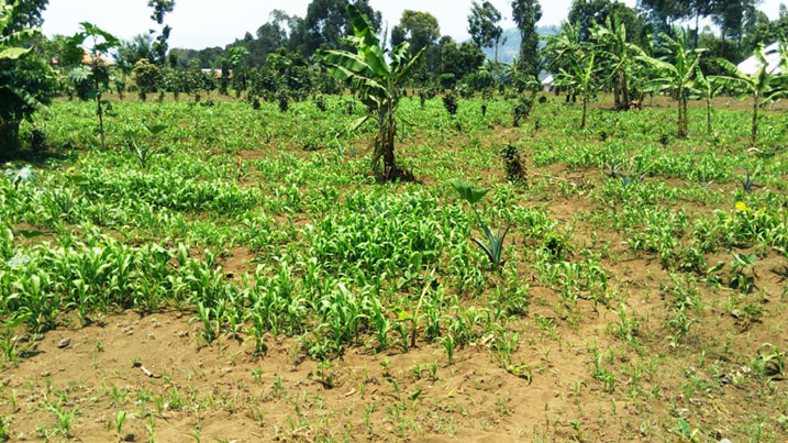 Bamwe mu baturage bariyiba bagahinga amasaka ku butaka bugenewe ibihingwa byatoranyijwe.