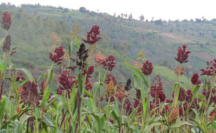 Bamwe mu baturage bifuza guhinga amasaka kuko ngo ari yo abaha umusaruro utubutse.