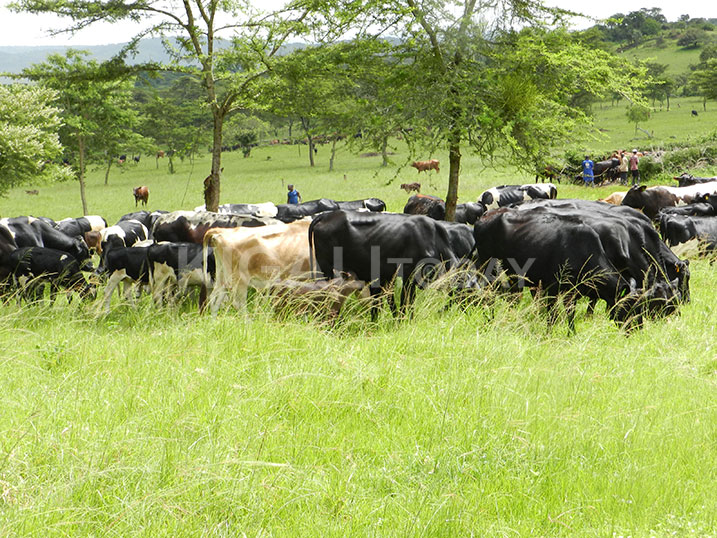Bamwe mu borozi ngo ntibabona inyungu zikwiranye n