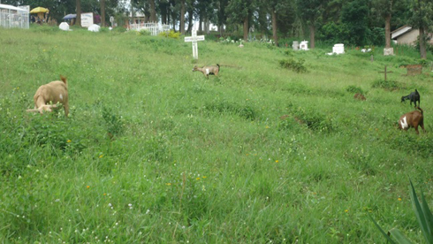 Bamwe ngo bajya gukuru amarozi mu irimbi.