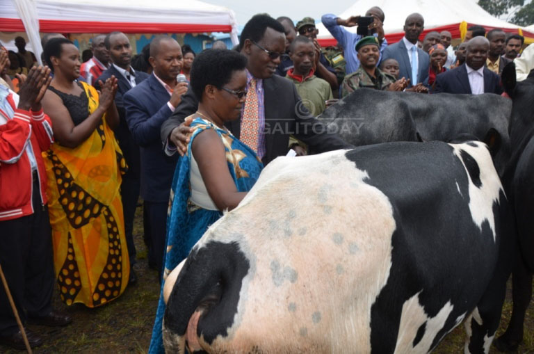 Bamwe mu bahinzi b'intangarugero bahinga icyayi bahembwe inka