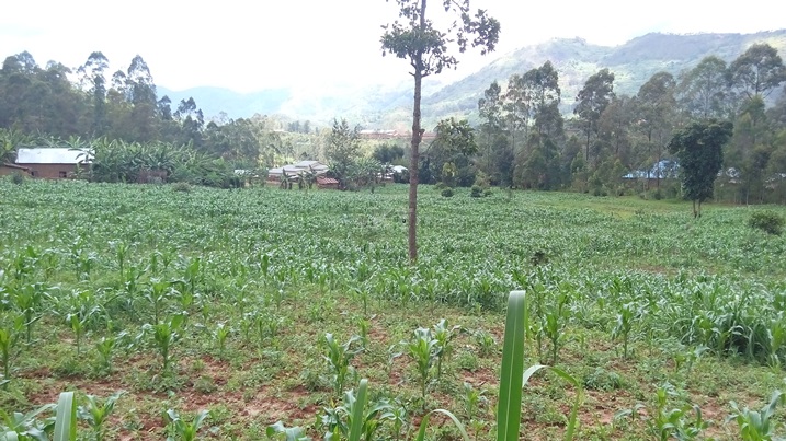 Bamwe mu baturage bo mu murenge wa Nemba akarere ka Gakenke bahangayikishijwe no kutagira ibyangombwa by
