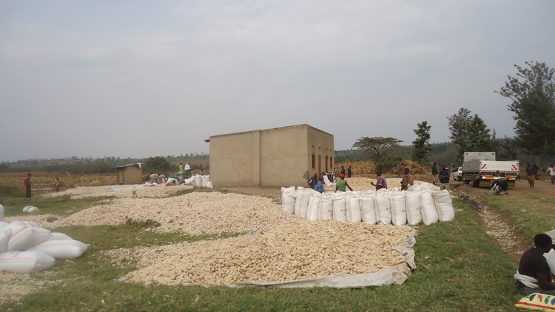 Hamwe mu hatunganyirizwa ibigori byera mu Karere ka Nyagatare