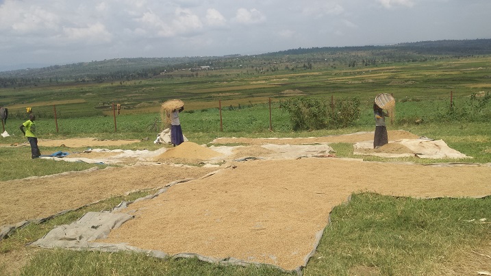 Banika ku mahema mu gisambu kubera imbuga ntoya kandi nkeya