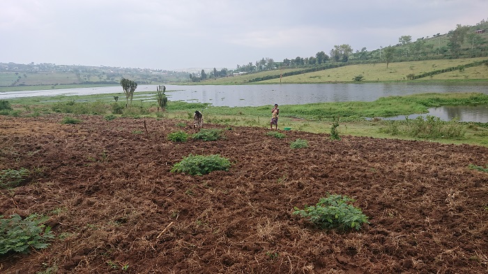 Baratera ibishyimbo nko muri metero ebyiri gusa uvuye ku mazi