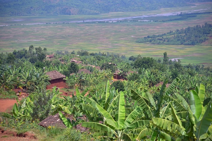 Abo bana bashimuswe bagiye kwahira ubwatsi mu gishanga cy