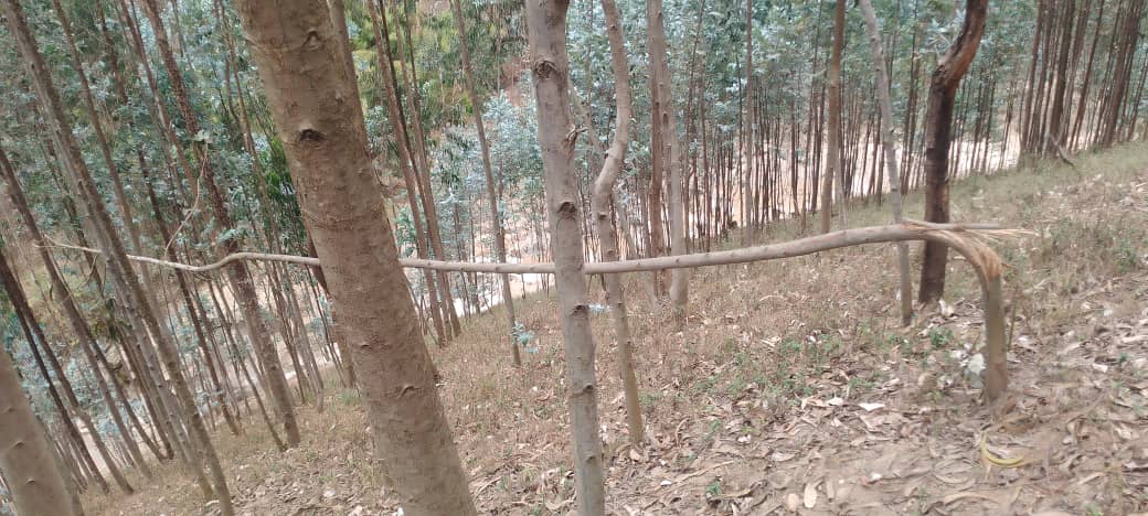 Abaturage bavuga ko bimwe mu biti babivuna bakabica imitwe