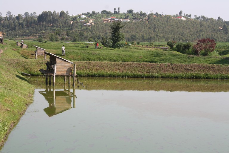 Bavuga ko ibiryo babona bitujuje intungamubiri bigatuma amafi adakura