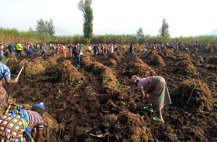 Ubuho bwa Ha 8000 bwahinzweho ibishyimbo harimo n'ibikungahaye ku butare