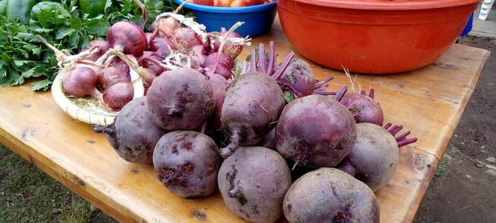 Beterave ni kimwe mu bihingwa byera neza mu buryo bw'Imana