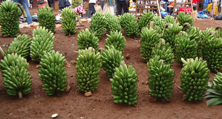 Ibitoki ni bimwe mu byo abanyatanzaniya bazana mu isoko rya Kibare.