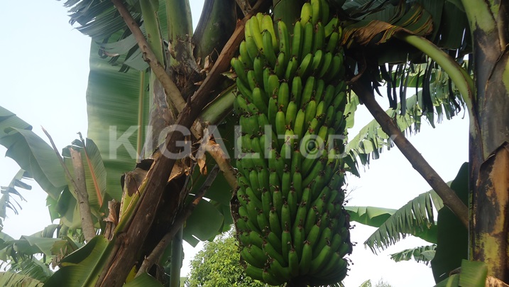 Bimwe mu bitoki yeza.