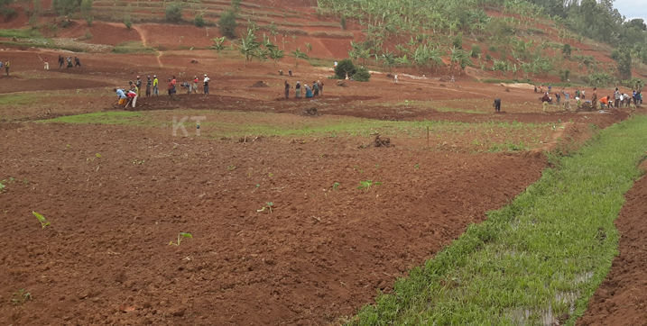 Bizeye kuzizamura bivuye ku mirima batijwe