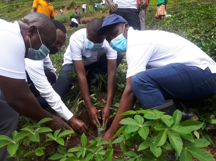 Hatewe n'ibiti bitanga isombe