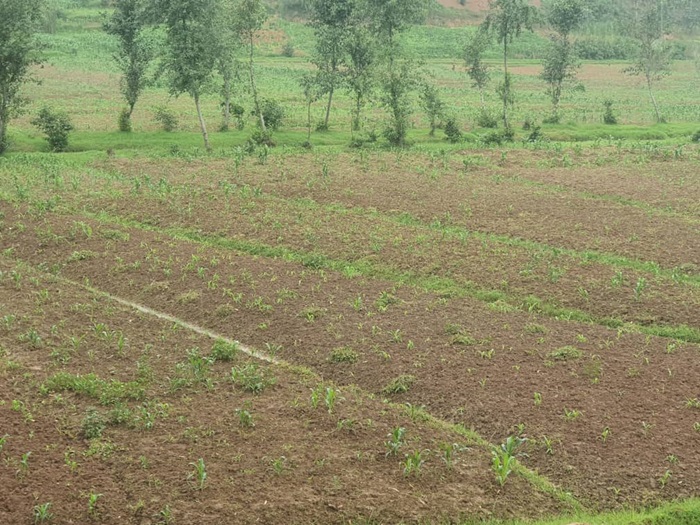 Bongeye gutera imbuto ku nshuro ya gatatu