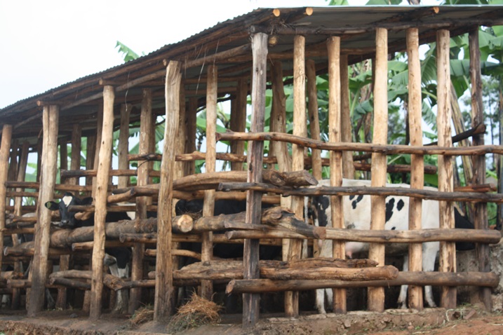 Borojwe inka zitanga amase atanga biyogazi.