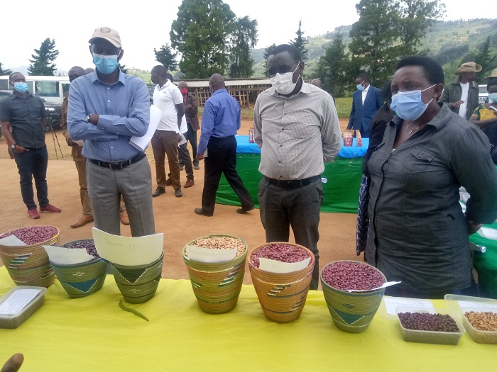 Mu Karere ka Burera haherutse kumurikirwa amoko 19 y'imbuto y'ibishyimbo