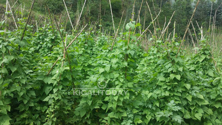 hahora imyaka itoshye kuko idahura n'ikibazo cyo kubura amazi 