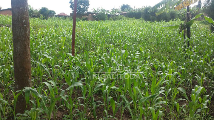 Bakungahaye ku buhinzi bw'amasaka, ahora atoshye kubera amazi aturuka muri Ruhondo