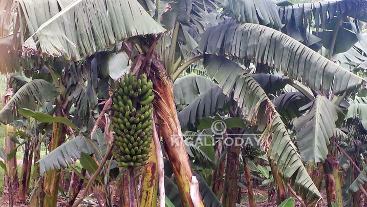 Muri ako gace kandi, hera urutoki rwiza