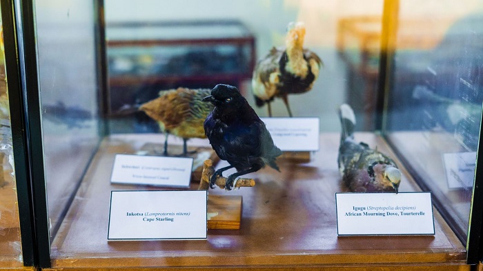 Buri nyamaswa iba yanditseho izina ryayo mu ndimi zitandukanye ziganjemo izikoreshwa mu Rwanda