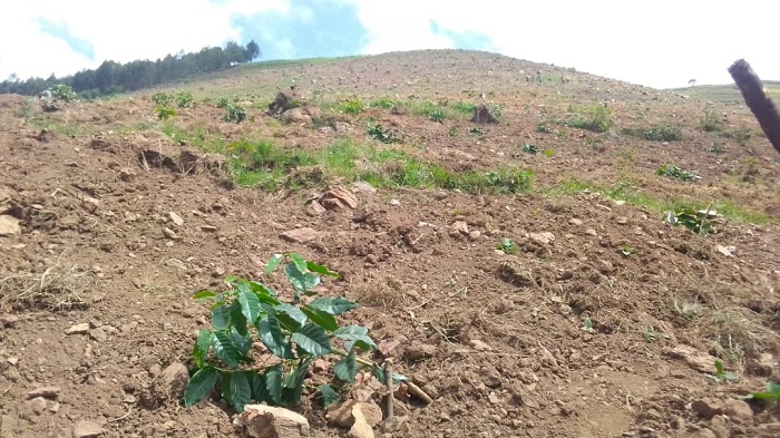 Green Gicumbi irimo guhinga ikawa ku misozi y'i Bwisige yari igiye kuba ubutayu