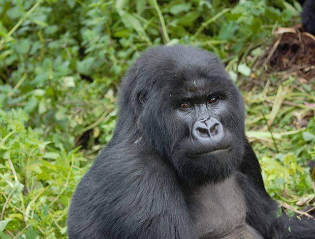 Iyi ni yo ngagi yitwa Byishimo. Yahawe izina na Perezida Kagame muri 2005. Yavutse muri 2004, ivukana n'impanga yayo yitwa Impano (Ifoto: Pinterest)