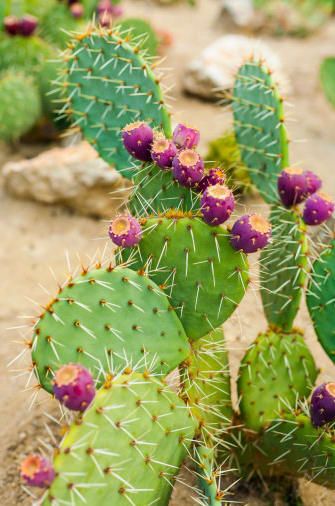 Imbuto z'iki giti cyitwa cactus ngo bapfa kuzirya kuko badafite ibindi biryo. Iki giti gikunze kuboneka mu bice by' ubutayu. Kibika amazi abantu batanywa ahubwi ubusanzwe afatwa nk'umuti w'amatungo