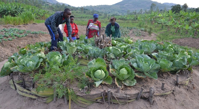 Amashuri mbonezamirire yafashijwe n'umushinga V4CP gukora uturima tw'imboga