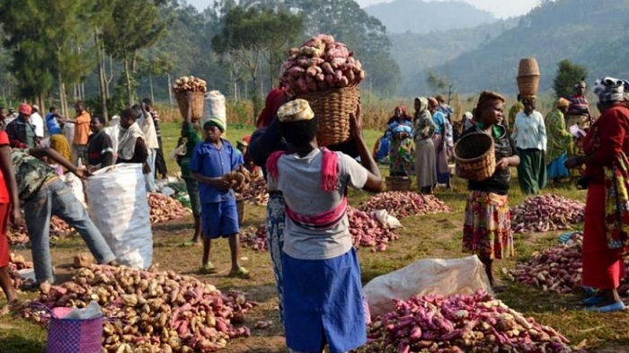 Ibijumba bikungahaye kuri vitamini A ni kimwe mu byo umushinga V4CP ugamije kongera mu baturage kugira ngo bigabanye ikibazo cy'igwingira mu bana