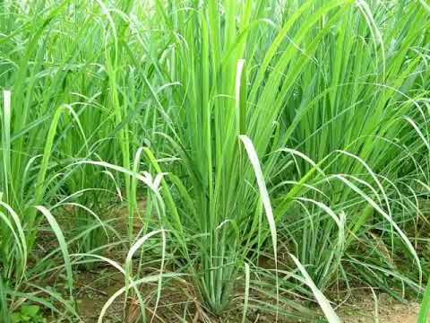 Mucyayicyayi ni ikimera gifitiye akamaro kanini umubiri w