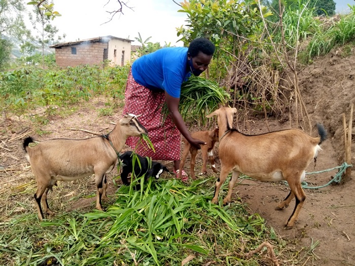 Consolee Mukamana agaburira amwe mu matungo afite