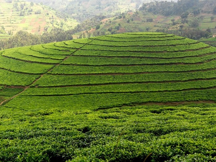 Umusaruro w'icyayi wari uteganyijwe ntiwagezweho