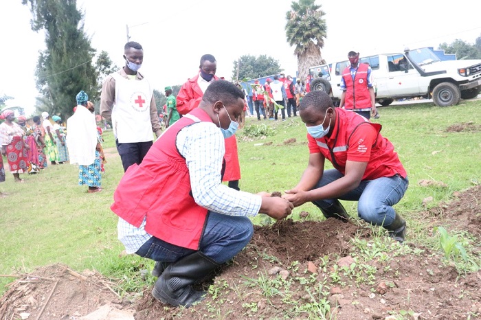 Abakorerabushake ba Croix Rouge batera ibiti