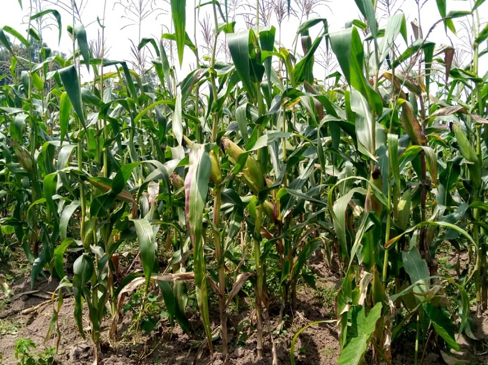 Ibigori bigomba kurindwa kuva bigiterwa kuko na bwo zibirya