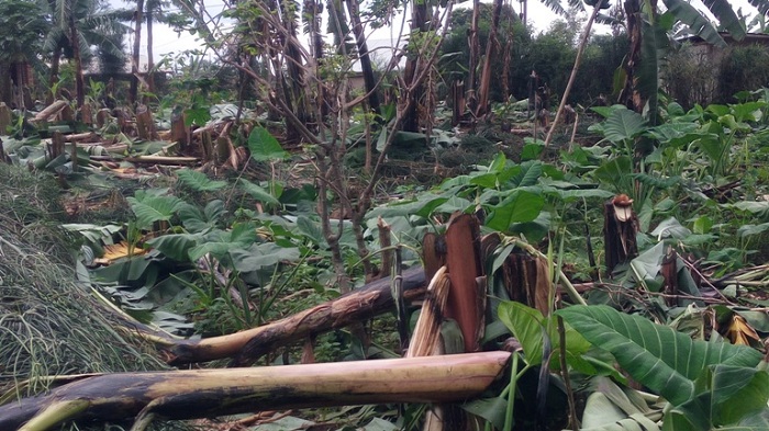 I Cyarwa hamwe mu hari urutoki rwatemwe