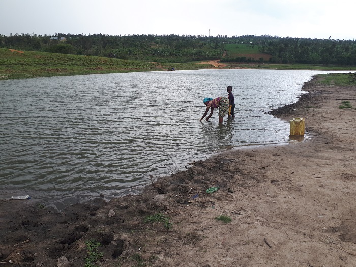 Valley dam ya Rwabiharamba yatangiye gusiba kubera gukandagizwamo inka