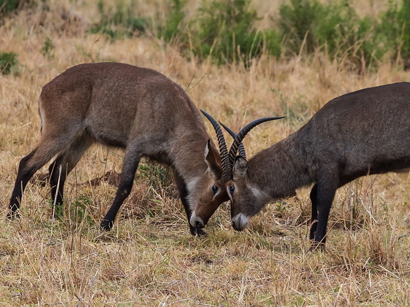 Inyemera ishaka kuyobora ngo ntiva ku izima irwana n'izindi inkundura
