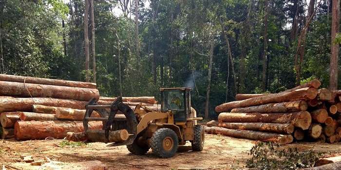 Amashyamba atemwa ku bwinshi atera impungenge z