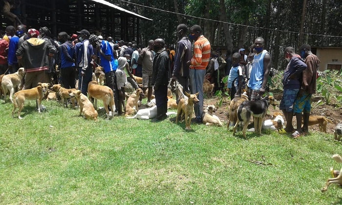 Urukingo rusange rw'imbwa ubwo rwatangwaga muri 2021 rwaritabiriwe